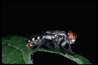 : Sarcophaga sp.; Common Flesh Fly