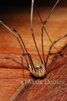 : Opiliones indet; Harvestman