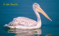 Picture  of pelikán kadeřavý, Dalmatian Pelican, Krauskopfpelikan, Pelecanus crispus