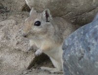 Mongolian Gerbil Meriones unguiculatus.