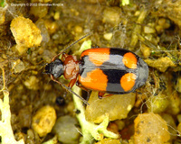 Lebia cruxminor