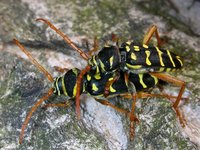 Plagionotus arcuatus