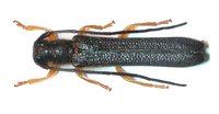 Oberea linearis