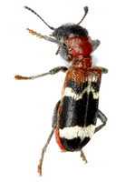 Thanasimus formicarius - European Red-bellied Clerid