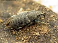 Mecinus pyraster