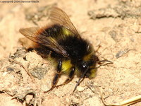 Bombus pyrenaeus