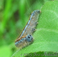 Malacosoma neustria - The Lackey