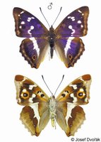 Apatura iris - Purple Emperor