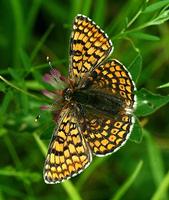 Melitaea cinxia - Glanville Fritillary