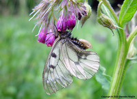 Parnassius mnemosyne - Clouded Apollo