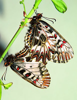 Zerynthia polyxena - Southern Festoon