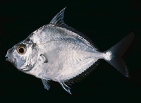 Leiognathus equulus, Common ponyfish: fisheries, aquaculture