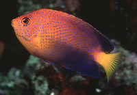 Centropyge interruptus, Japanese angelfish: aquarium
