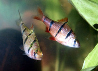 Puntius pentazona, Fiveband barb: aquarium