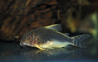 Corydoras gossei, Palespotted corydoras: aquarium