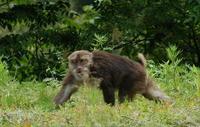 Image of: Macaca thibetana (Père David's macaque)