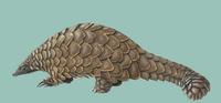 Image of: Manis temminckii (ground pangolin)