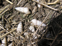 Cochlicella acuta