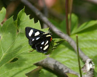 Image of: Alypia octomaculata (eightspotted forester)