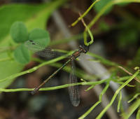 Image of: Lestes