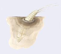 Image of: Stichotrema dallatorreanum