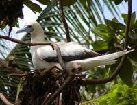Sula sula - Red-footed Booby