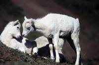 Ovis dalli - Kenai Dall Sheep