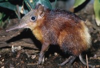 Rhynchocyon chrysopygus - Yellow-rumped Elephant Shrew