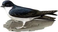 Image of: Delichon urbicum (northern house martin)