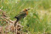 Image of: Merops bullockoides (white-fronted bee-eater)