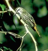 Image of: Myiodynastes luteiventris (sulphur-bellied flycatcher)