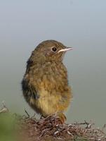 Image of: Phoenicurus ochruros (black redstart)