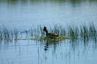 Image of: Podiceps nigricollis (black-necked grebe;eared grebe)