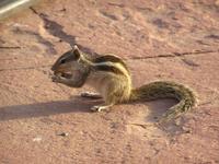 Funambulus palmarum - Indian Palm Squirrel