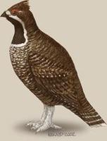 Image of: Tetrastes sewerzowi (Severtsov's hazel grouse)