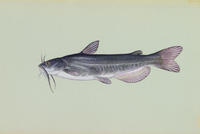 Image of: Ameiurus catus (white catfish)