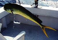 Image of: Coryphaena hippurus (common dolphinfish)