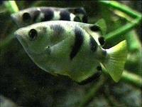 Image of: Toxotes jaculatrix (archerfish)