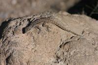 Image of: Urosaurus ornatus (tree lizard)