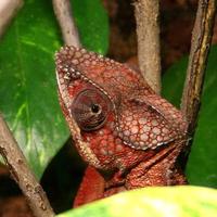 Furcifer pardalis