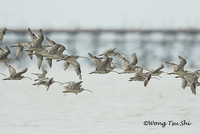 Eastern Curlew - Numenius madagascariensis