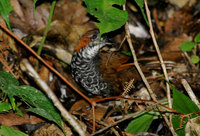 Marbled Wren Babbler - Napothera marmorata