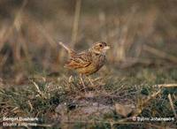 Bengal Bushlark - Mirafra assamica