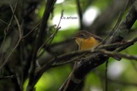 Pygmy Blue Flycatcher - Muscicapella hodgsoni