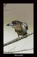 Pied Butcherbird