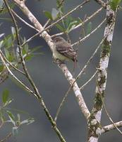 Lesser Elaenia (Elaenia chiriquensis) photo