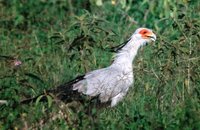 Secretary-bird - Sagittarius serpentarius