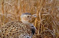 Buff-crested Bustard - Eupodotis gindiana