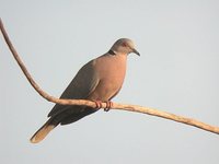 Red-eyed Dove - Streptopelia semitorquata