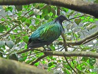 Nicobar Pigeon - Caloenas nicobarica